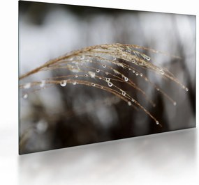 Tablou pe sticlă - Picături pe plantă (70x50 cm)
