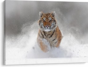 Tablou cutigru fugind prin zăpadă (70x50 cm)