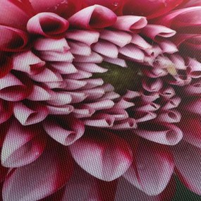 Tablou cu dalie roz (70x50 cm)