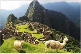 Tablou - Lame in Machu Picchu (90x60 cm)