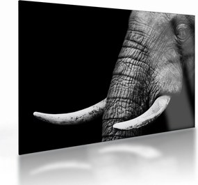 Tablou pe sticlă - Colți de elefant (70x50 cm)