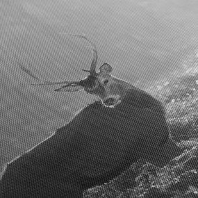 Tablou - Căprioare in pădure,alb-negru (90x60 cm)