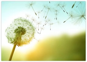 Tablou pe sticlă - Păpădia în vânt (70x50 cm)