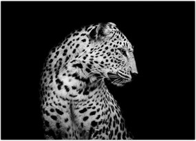 Tablou - Leopardul (70x50 cm)