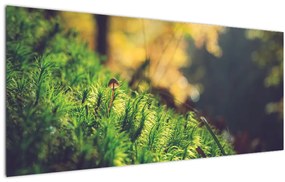 Tablou - Ciupercă și muschi (120x50 cm)