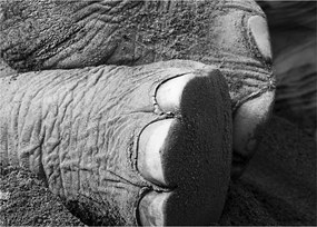 Tablou - Picior de elefant (70x50 cm)
