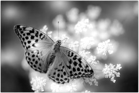 Tablou - Detailu cu fluture care polenizează floare (90x60 cm)