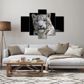 Tablou - Snow Leopard (150x105 cm)