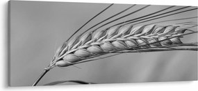 Tablou - Grâu,alb-negru (120x50 cm)