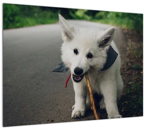 Tablou cu câinele alb (70x50 cm), în 40 de alte dimensiuni noi