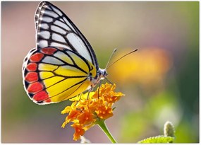 Tablou - Fluture pe floare (70x50 cm)