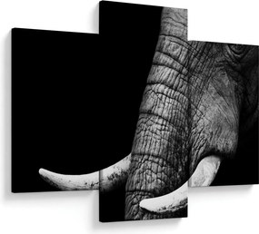 Tablou - Colți de elefant (90x60 cm)