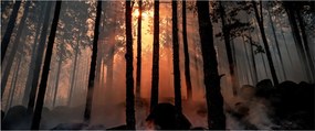Tablou cu pădure întunecată (120x50 cm)
