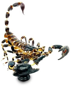 Scorpion Heterometrus