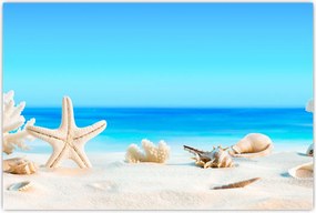 Tablou - Natura morta cu scoici (90x60 cm)