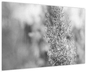 Tablou - Iarbă de pampas Boho (90x60 cm)