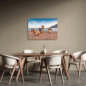 Tablou pe sticlă cu cămile (70x50 cm)