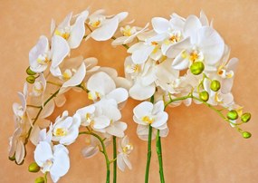 Fototapete, Orhideea albe pe un fundal bej Art.01167