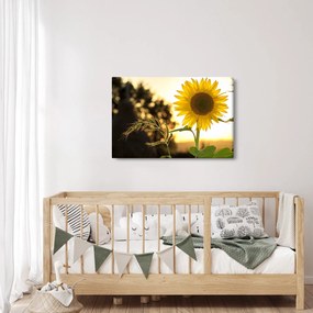 Tablou cu floarea soarelui (90x60 cm)