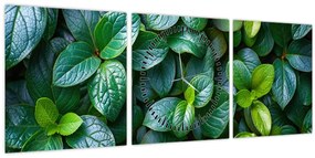 Tablou - Plante verzi (cu ceas) (90x30 cm)