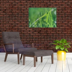 Tablou cu picături de rouă (70x50 cm)