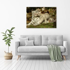 Imprimare tablou canvas Tigers