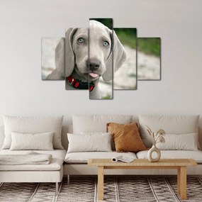 Tablou - cățeluș weimaraner (150x105 cm)