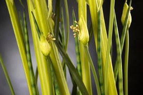 Aranjament floral, decor festiv, design LUX SPIDERLILLY, 65x85cm