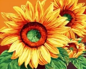Pictura pe numere cu un cadru "Floarea-soarelui 2" 50x40 cm