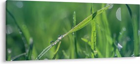 Tablou cu picături de rouă (120x50 cm)