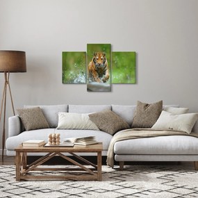 Tablou - Tigru care aleargă (90x60 cm)