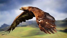 Tablou canvas vultur - 40x30 cm