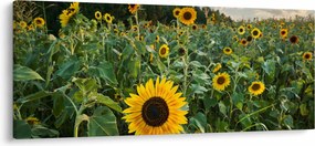 Tablou - Câmpul de floarea-soarelui II. (120x50 cm)