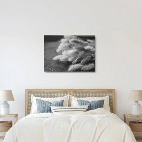Tablou pe sticlă - iarbă de coadă de iepure pe masă (70x50 cm)