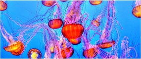 Tablou cu meduse în mare (120x50 cm)