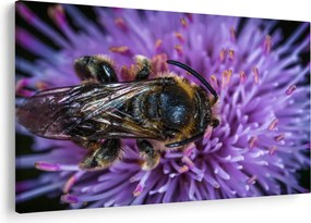 Tablou cu albina pe floare (90x60 cm)