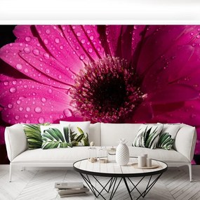Fototapet Purple Gerbera