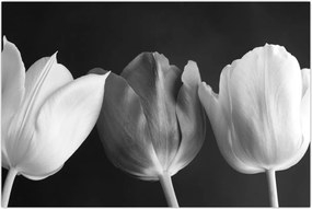 Tablou - Lalele alb negre (90x60 cm)