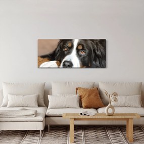 Tablou cu câine (120x50 cm)