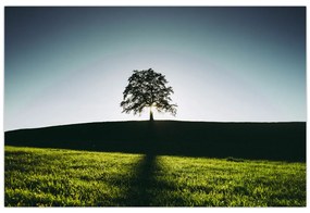 Tablou cu natura - copac (90x60 cm)