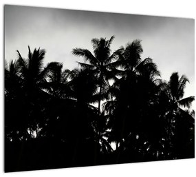 Tablou alb negru - palmieri (70x50 cm)
