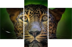 Tablou - Portretul leoparduslui, Sri Lanka (90x60 cm)