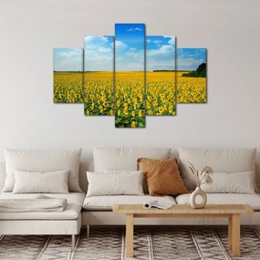 Tablou - câmp cu floarea soarelui (150x105 cm)