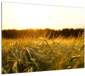 Tablou  iarba cu rouă (70x50 cm), în 40 de alte dimensiuni noi