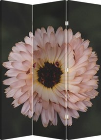 Paravan - Floare portocalie (126x170 cm)