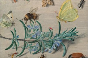 Tablou - Jan van Kessel the Elder, Insects and a Sprig of Rosemary, reproducere (90x60 cm)