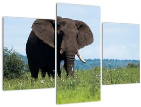 Tablou cu elefant (90x60 cm)