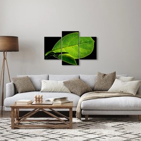 Tablou - frunză verde (90x60 cm)