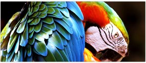 Tablou - Papagal (120x50 cm)