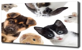Tablou canvas Animale de companie